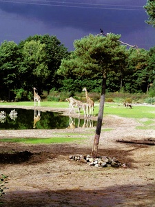 Giraffe_Burgers_Zoo