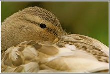 Stockente (Anas platyrhynchos)