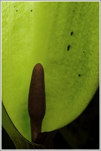 Aronstab (Arum maculatum)