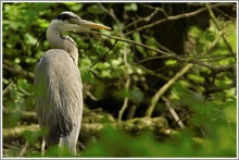 Graureiher (Ardea cinerea)