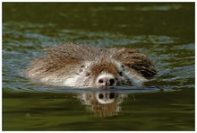 Nutria im