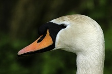 Schwan -EBV