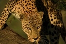 Leopard ZO