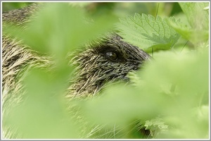 Nutria (Myocastor coypus)