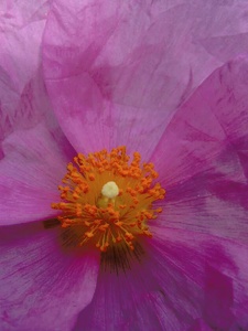 Zistrose (Cistus incanus) ND