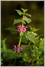 Purpurrote Taubnessel (Lamium purpureum)