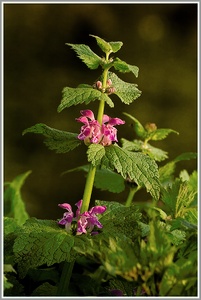 Purpurrote Taubnessel (Lamium purpureum)