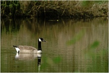 Ruhe am See - ND