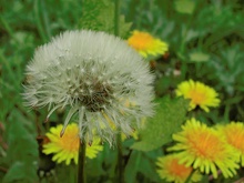 Pusteblume