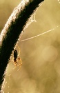 ND - Spinne im Morgentau