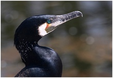 ZO: Kormoran in der Stuttgarter Wilhelma