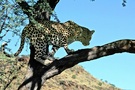 Leopard [ZO]