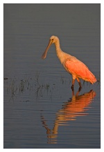 Roseate Spoonbill