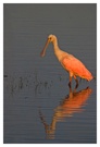 Roseate Spoonbill