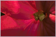 Silberblatt (Lunaria annua)