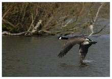 Kanadagansflug, ND