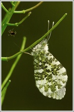 Aurorafalter (Anthocaris cardamines), weibchen