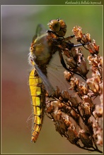 Libellula depressa nd