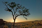 Baum in der Namibwüste [ND]