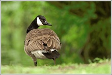 Kanadagans (Branta canadensis)