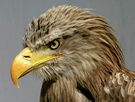 Seeadler ZO