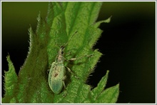 Grünrüssler (Phyllobius pomaceus)