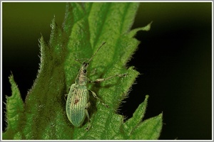 Grünrüssler (Phyllobius pomaceus)