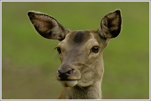 Dammwild, Wildpark Bad Mergentheim