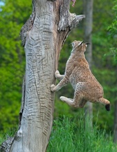 Luchs ZO