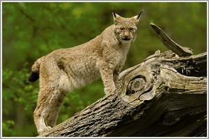 Luchs Wildpark Bad Mergentheim