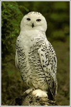 Schneeeule, Wildpark Bad Mergentheim