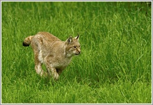 Jagender Luchs, Wildpark Bad Mergentheim