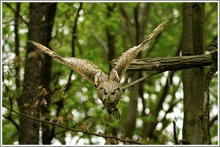 Uhu, Wildpark Bad Mergentheim