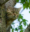 Wildkatze im Baum