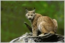 Luchs, Wildpark Bad Mergentheim