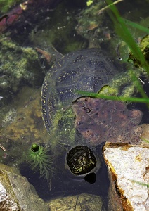 Sumpfschildkröte