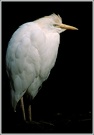 Kuhreiher Ardeola_ibis Naturzoo_Rheine