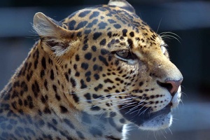 Leopard ZO