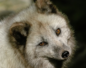Polar Fuchs 2
