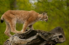 Luchs "ZO" und "EBV"