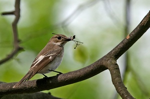 Trauerschnäpper (Ficedula hypoleuca) - ND