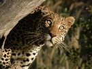 Leopard KD