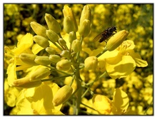 Rapsblüte mit Fliege, Möschenfeld bei München ND