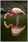 Flamingo (Phoenicopterus ruber), Grugapark Essen