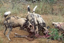 Wildhunde bei der Mahlzeit [ZO]