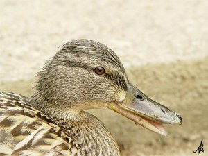 Stockentenweibchen ND