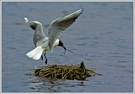 Lachmöwe (Larus ridibundus)