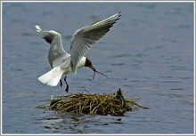 Lachmöwe (Larus ridibundus)