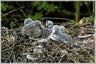 Höckerschwan (Cygnus olor), Jungtiere