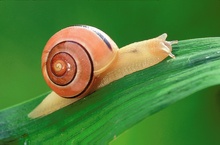 Garten-Bänderschnecke (Capaea hortensis)